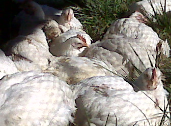 Cornish Cross Broilers