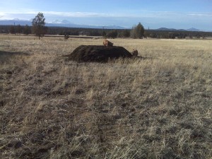 Pig on Compost