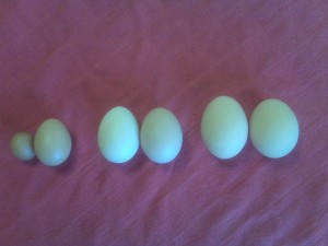 Differences in eggs based on age of hen