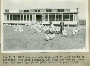 Chicken farm in Powell Butte, OR