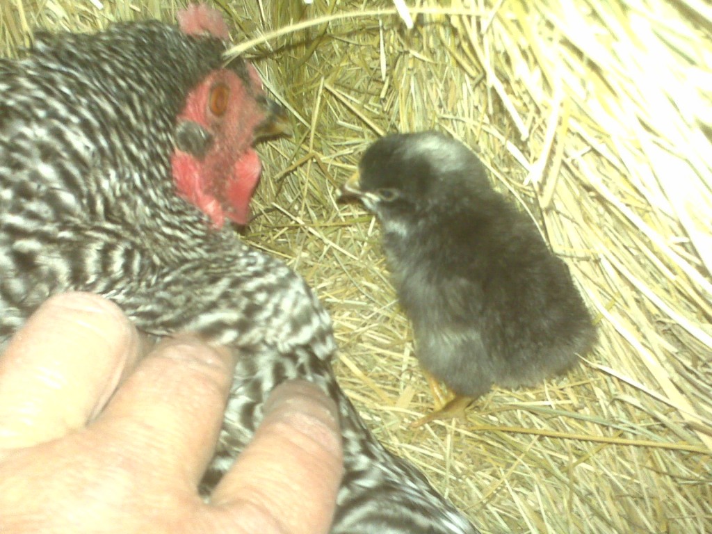 First birth on the farm